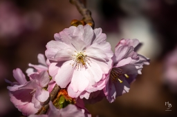Körsbärsblommor i rosa och vitt
